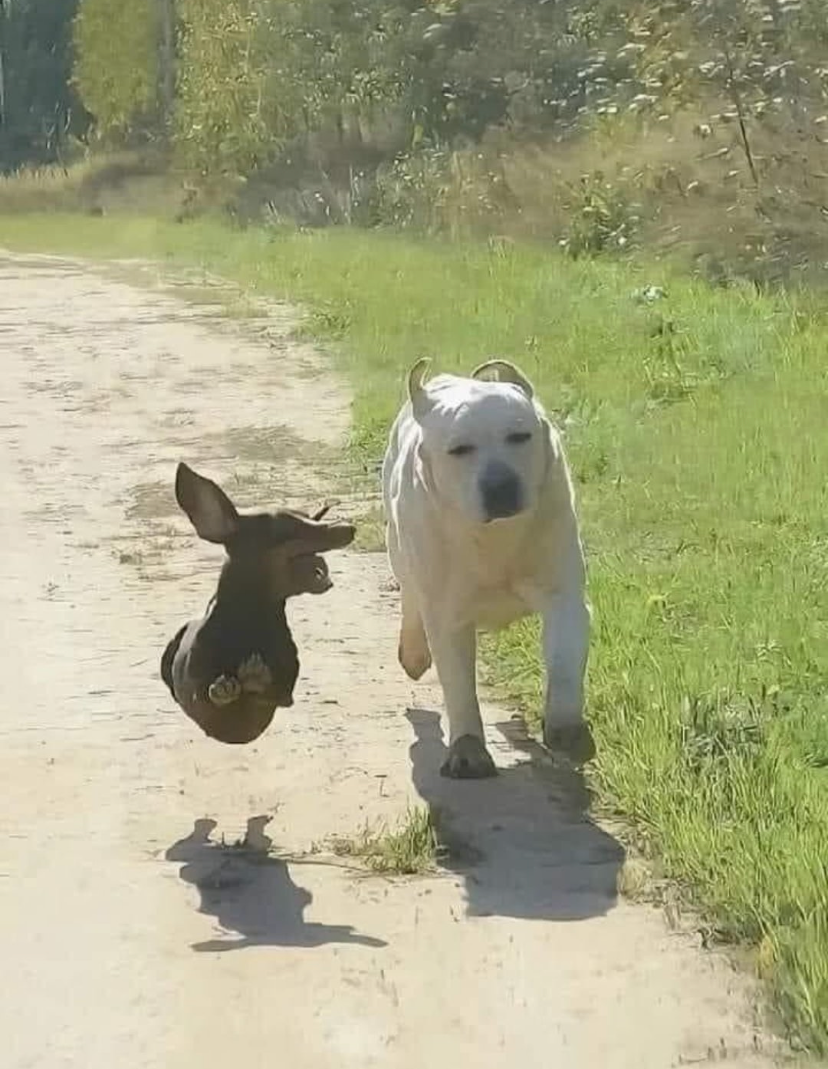 High Quality Flying dog running Blank Meme Template