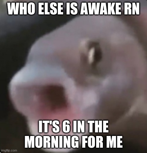 gm MSMG | WHO ELSE IS AWAKE RN; IT'S 6 IN THE MORNING FOR ME | image tagged in poggers fish | made w/ Imgflip meme maker