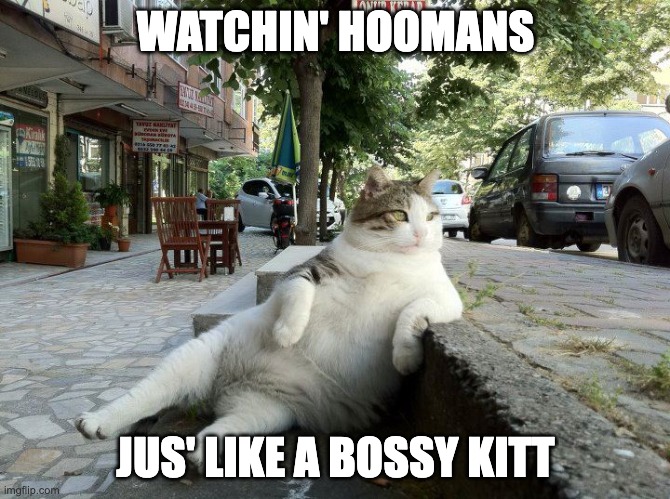 Boss Kitty | WATCHIN' HOOMANS; JUS' LIKE A BOSSY KITT | image tagged in cat like a boss | made w/ Imgflip meme maker