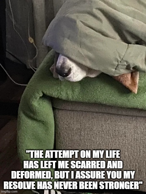 Emperor Dogatine | "THE ATTEMPT ON MY LIFE HAS LEFT ME SCARRED AND DEFORMED, BUT I ASSURE YOU MY RESOLVE HAS NEVER BEEN STRONGER" | image tagged in emperor palpatine | made w/ Imgflip meme maker