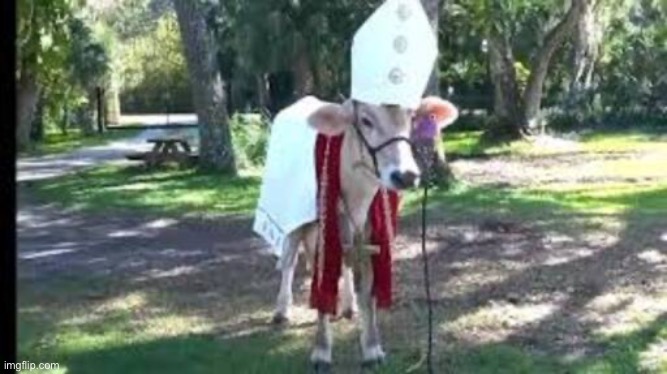 HOLY COW | image tagged in holy cow | made w/ Imgflip meme maker