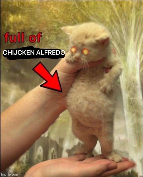 CHICKEN ALFREDO | image tagged in cat | made w/ Imgflip meme maker