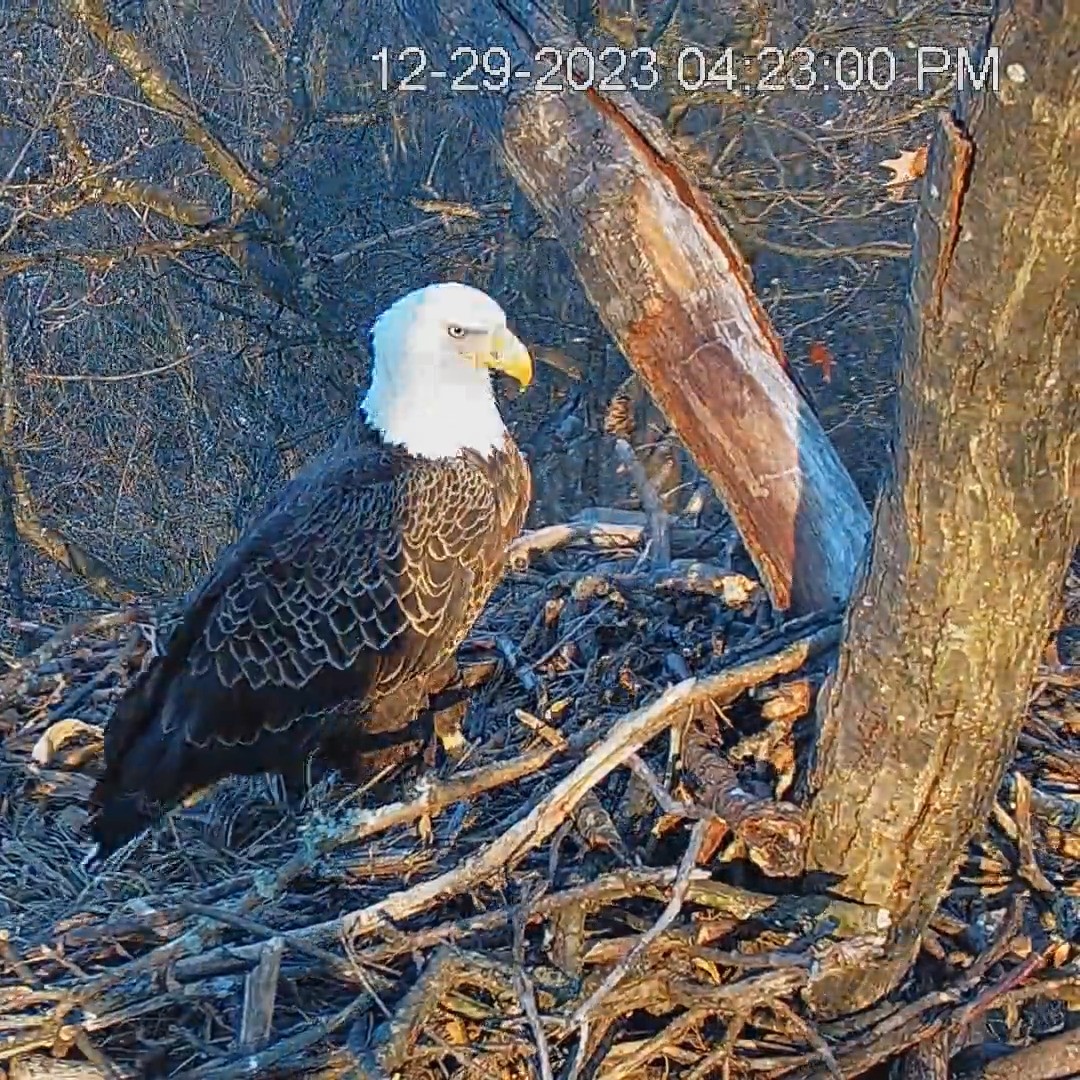 High Quality Wondering Eagle Blank Meme Template