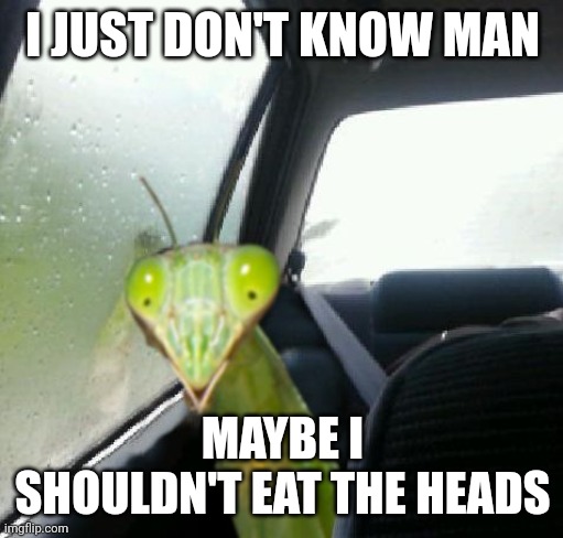 Introspective Mantis | I JUST DON'T KNOW MAN MAYBE I SHOULDN'T EAT THE HEADS | image tagged in introspective mantis | made w/ Imgflip meme maker
