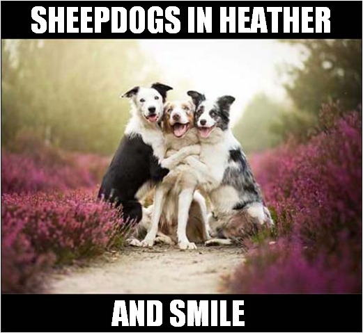 Just A Nice Photo ! | SHEEPDOGS IN HEATHER; AND SMILE | image tagged in dogs,sheepdogs,heather,smile | made w/ Imgflip meme maker