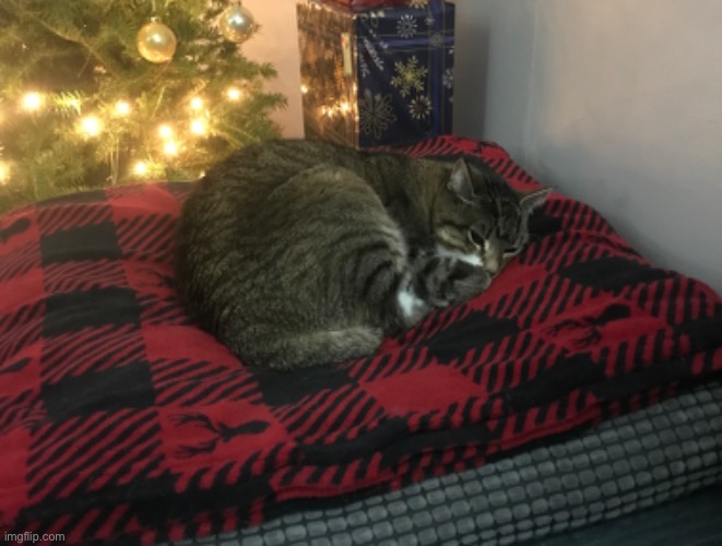 Cat | made w/ Imgflip meme maker