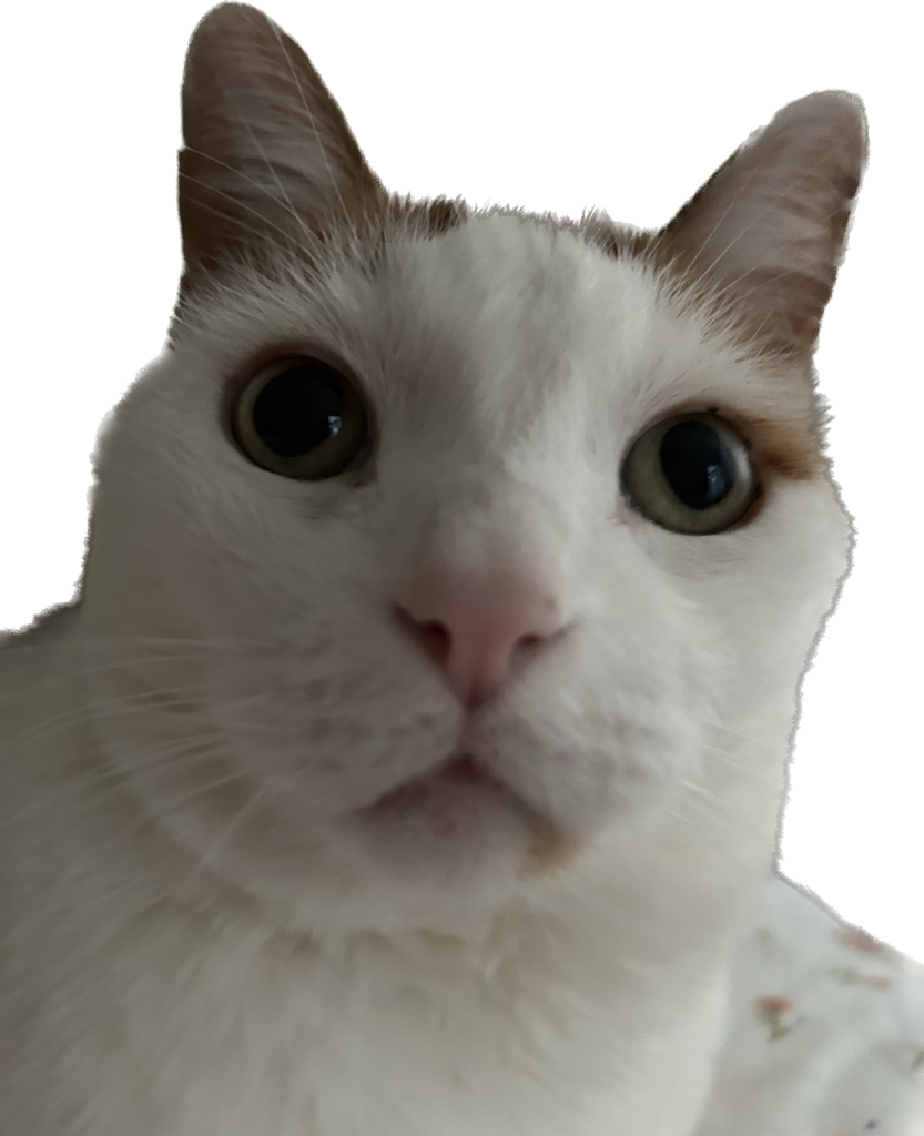 High Quality Concerned Cat Blank Meme Template