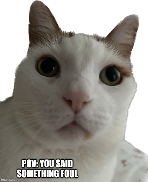 He a lil concerned | POV: YOU SAID SOMETHING FOUL | image tagged in concerned cat,new template | made w/ Imgflip meme maker