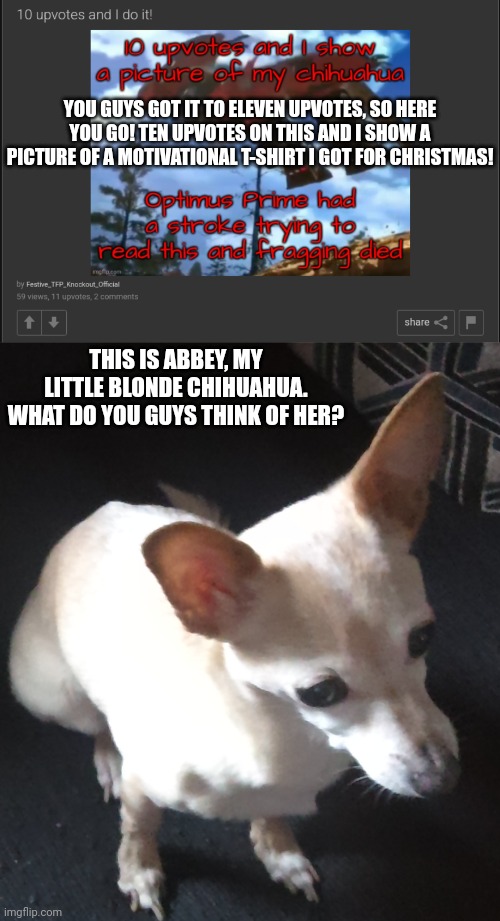 She's my little bitsy boo. | YOU GUYS GOT IT TO ELEVEN UPVOTES, SO HERE YOU GO! TEN UPVOTES ON THIS AND I SHOW A PICTURE OF A MOTIVATIONAL T-SHIRT I GOT FOR CHRISTMAS! THIS IS ABBEY, MY LITTLE BLONDE CHIHUAHUA. WHAT DO YOU GUYS THINK OF HER? | made w/ Imgflip meme maker