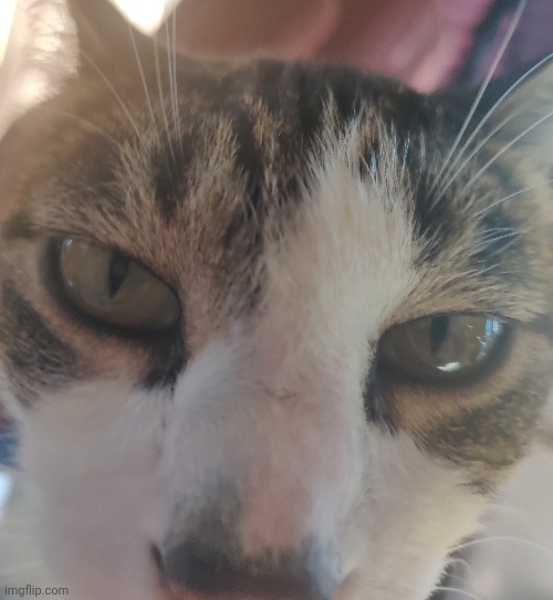 Since anon cat was posting pet pictures here's my cat sniffing the camera | made w/ Imgflip meme maker
