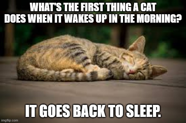 meme by Brad what cats do once they wake up | WHAT'S THE FIRST THING A CAT DOES WHEN IT WAKES UP IN THE MORNING? IT GOES BACK TO SLEEP. | image tagged in cats,funny cats,cat meme,funny cat memes | made w/ Imgflip meme maker