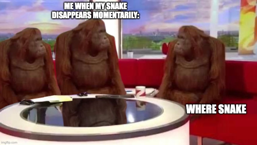 They can disappear like a fart on the wind | ME WHEN MY SNAKE DISAPPEARS MOMENTARILY:; WHERE SNAKE | image tagged in where monkey | made w/ Imgflip meme maker