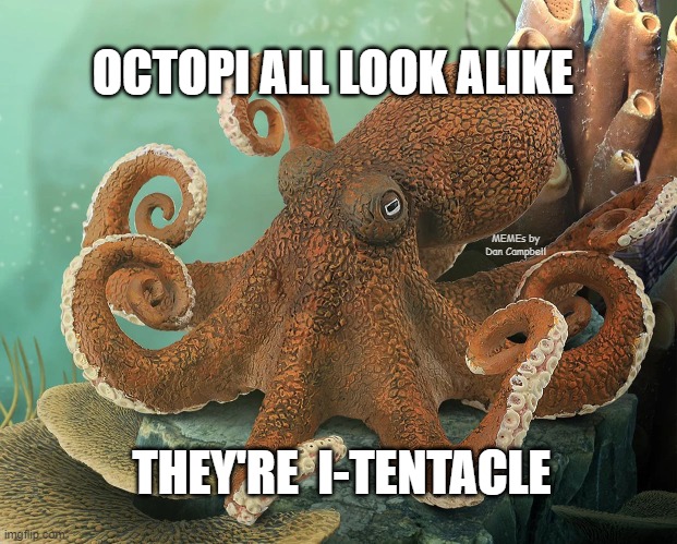 Octupus | OCTOPI ALL LOOK ALIKE; MEMEs by Dan Campbell; THEY'RE  I-TENTACLE | image tagged in octupus | made w/ Imgflip meme maker