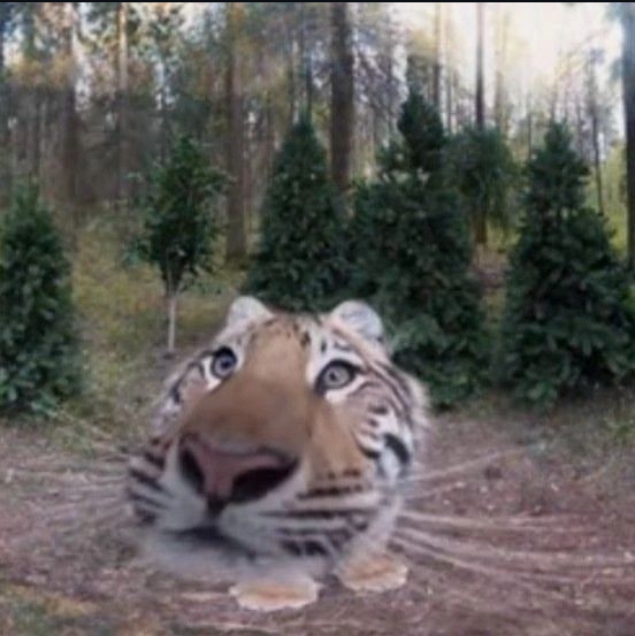 High Quality Wide Tiger Blank Meme Template