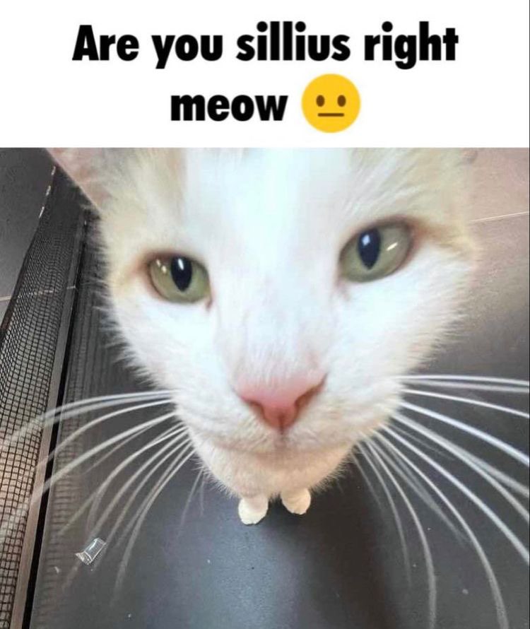 are you sillius right meow Blank Meme Template