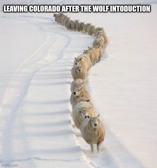 Attack on ranchers | LEAVING COLORADO AFTER THE WOLF INTODUCTION | image tagged in wolves | made w/ Imgflip meme maker