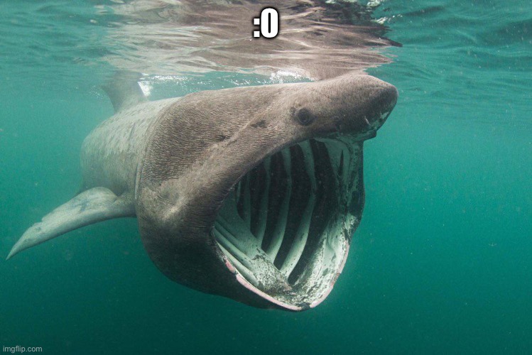 Shark Pog | :0 | image tagged in shark pog | made w/ Imgflip meme maker