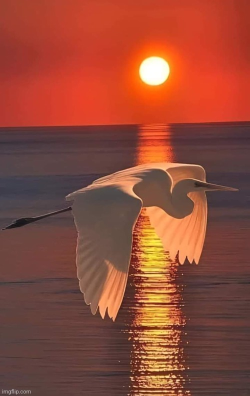 Perfect Moment | image tagged in sunset,flying,bird,perfectly timed photo,beautiful nature,awesome photography | made w/ Imgflip meme maker