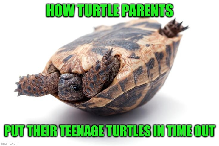 Upside down turtle | HOW TURTLE PARENTS; PUT THEIR TEENAGE TURTLES IN TIME OUT | image tagged in upside down turtle | made w/ Imgflip meme maker