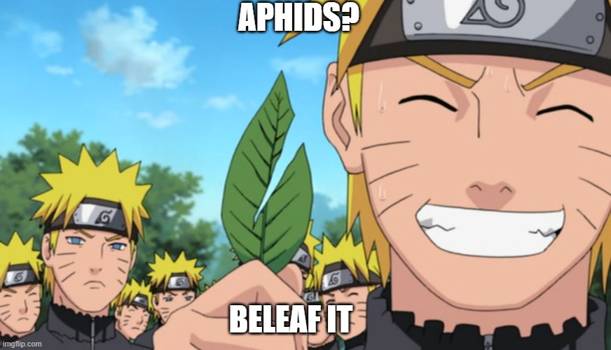 naruto is a beleafer | APHIDS? BELEAF IT | image tagged in naruto and his almost half-cut leaf | made w/ Imgflip meme maker