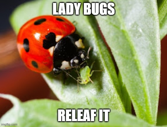 lady bug releaf it | LADY BUGS; RELEAF IT | image tagged in lady bug,beleafer,hemp,type 3,cannabis | made w/ Imgflip meme maker