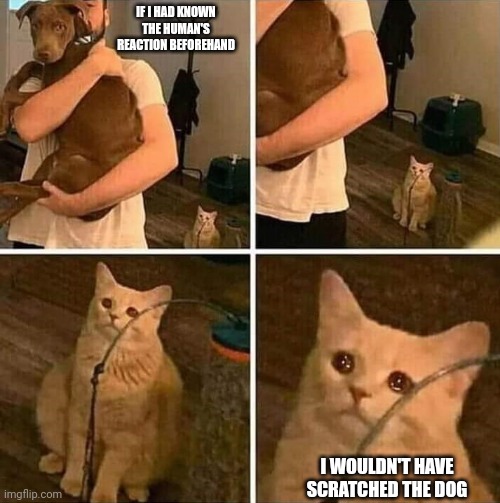 Ignored cat | IF I HAD KNOWN THE HUMAN'S REACTION BEFOREHAND; I WOULDN'T HAVE SCRATCHED THE DOG | image tagged in ignored cat | made w/ Imgflip meme maker