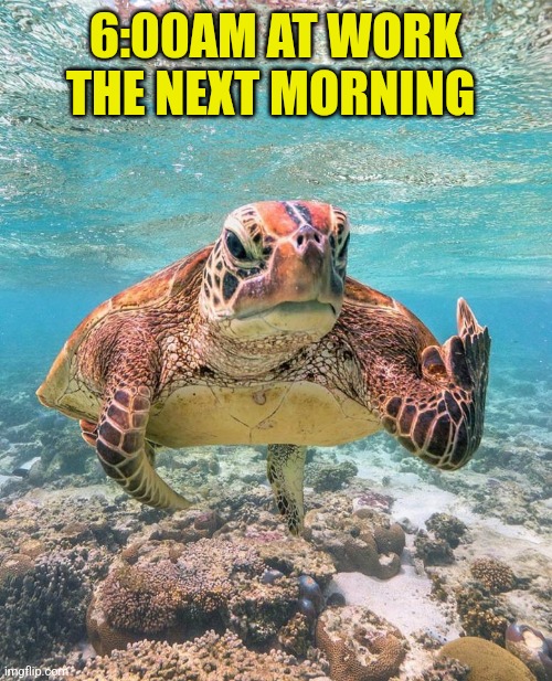 Grumpy Sea Turtle | 6:00AM AT WORK THE NEXT MORNING | image tagged in grumpy sea turtle | made w/ Imgflip meme maker