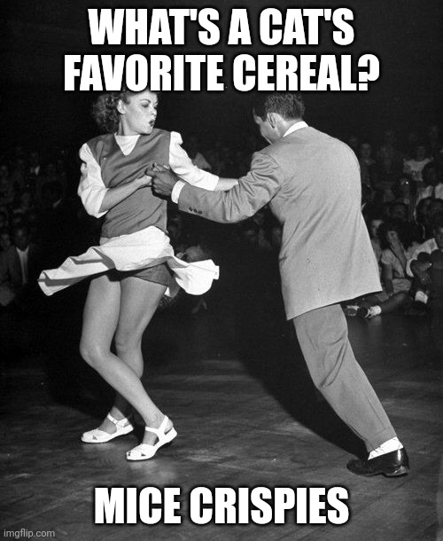 Daddy Rabbit memes | WHAT'S A CAT'S FAVORITE CEREAL? MICE CRISPIES | image tagged in funny,cats,dancing | made w/ Imgflip meme maker