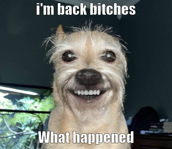 The "Dog" | i'm back bitches; What happened | image tagged in the dog | made w/ Imgflip meme maker