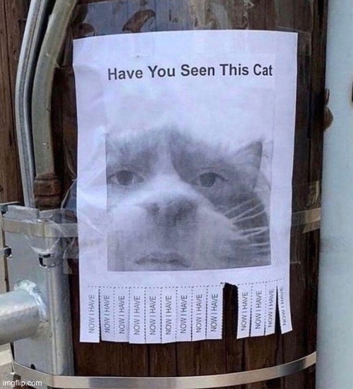 Have you seen this cat | image tagged in missing,cat,sign,cursed cat,signs,cats | made w/ Imgflip meme maker