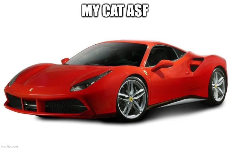 Ferrari | MY CAT ASF | image tagged in ferrari | made w/ Imgflip meme maker