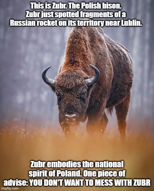 This is Zubr. The Polish bison. Zubr just spotted fragments of a Russian rocket on its territory near Lublin. Zubr embodies the national spirit of Poland. One piece of advise: YOU DON'T WANT TO MESS WITH ZUBR | made w/ Imgflip meme maker