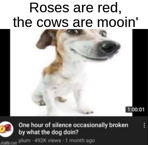 What the dog doin | Roses are red,
the cows are mooin' | image tagged in memes,funny,what the dog doin,roses are red,youtube | made w/ Imgflip meme maker