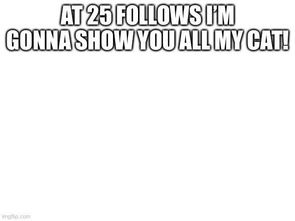 Why not | AT 25 FOLLOWS I’M GONNA SHOW YOU ALL MY CAT! | image tagged in blank white template | made w/ Imgflip meme maker