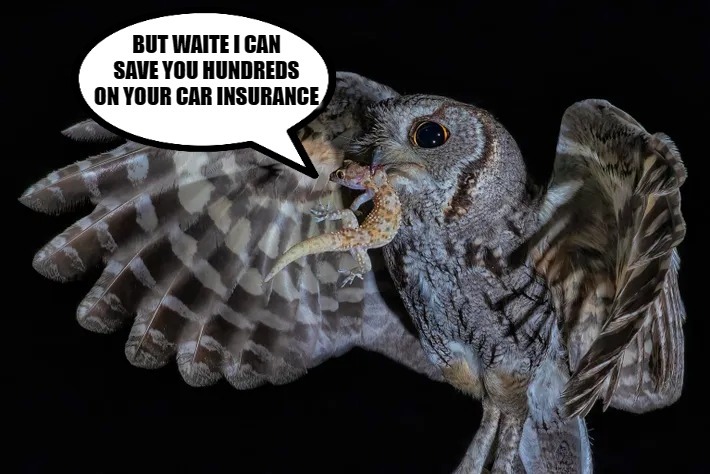 But Waite! | image tagged in gecko,owl,kewlew | made w/ Imgflip meme maker