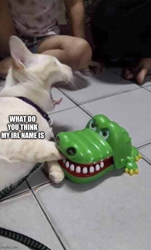 Cat and Alligator | WHAT DO YOU THINK MY IRL NAME IS | image tagged in cat and alligator | made w/ Imgflip meme maker