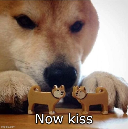 Shiba Making Toys Kiss | Now kiss | image tagged in shiba making toys kiss | made w/ Imgflip meme maker