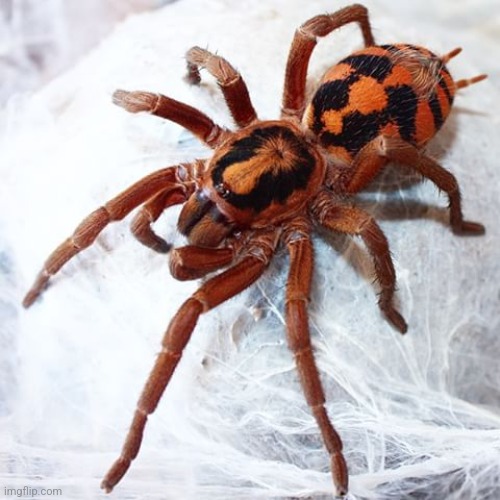 Send mac and cheese pics | image tagged in pumpkin patch tarantula | made w/ Imgflip meme maker