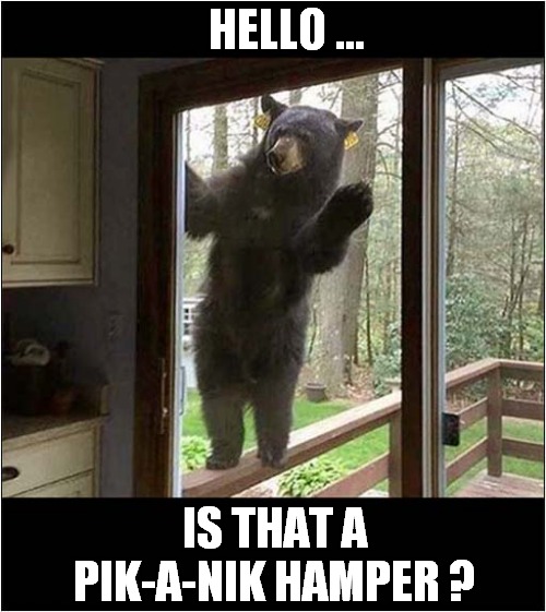 Tapping On The Window Noises ! | HELLO ... IS THAT A PIK-A-NIK HAMPER ? | image tagged in bears,window,tapping | made w/ Imgflip meme maker