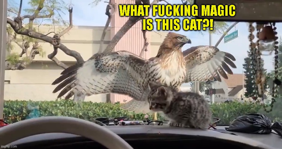 magic cat escapes again | WHAT FUCKING MAGIC
IS THIS CAT?! | image tagged in funny memes | made w/ Imgflip meme maker