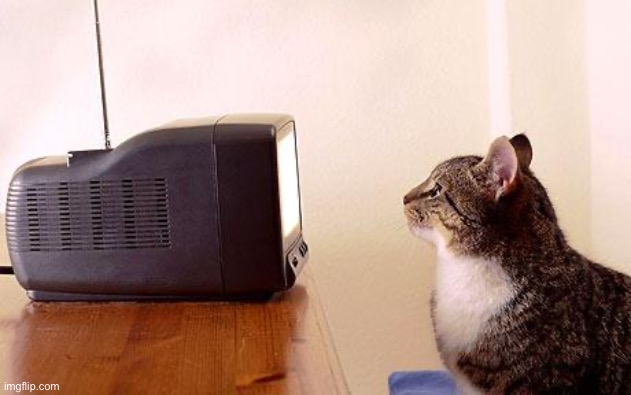 cat watching tv | image tagged in cat watching tv | made w/ Imgflip meme maker