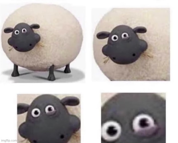 Crazy | image tagged in sheep with half closed eye | made w/ Imgflip meme maker