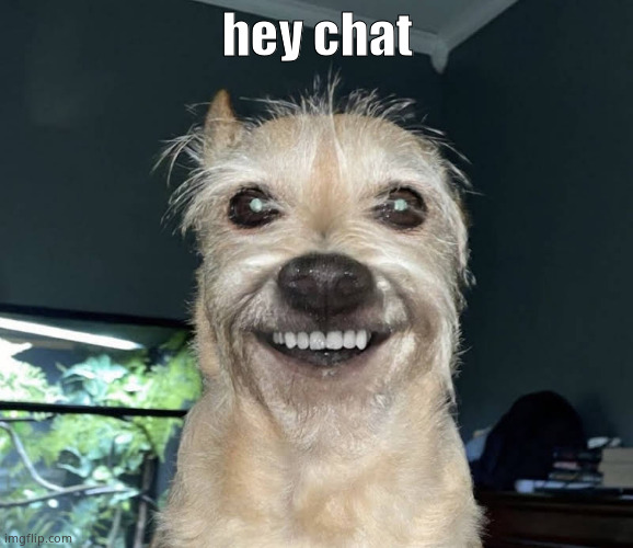 The "Dog" | hey chat | image tagged in the dog | made w/ Imgflip meme maker