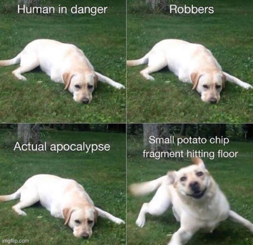 dog mode: now activated | image tagged in funny,dog,meme,different stages | made w/ Imgflip meme maker