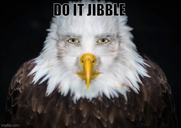Bald Eagle Stare | DO IT JIBBLE | image tagged in bald eagle stare | made w/ Imgflip meme maker