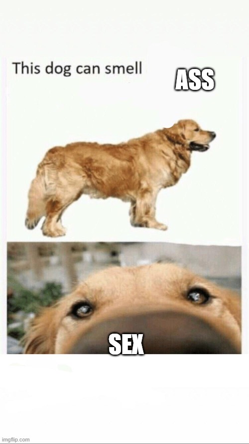 this dog can smell | ASS SEX | image tagged in this dog can smell | made w/ Imgflip meme maker