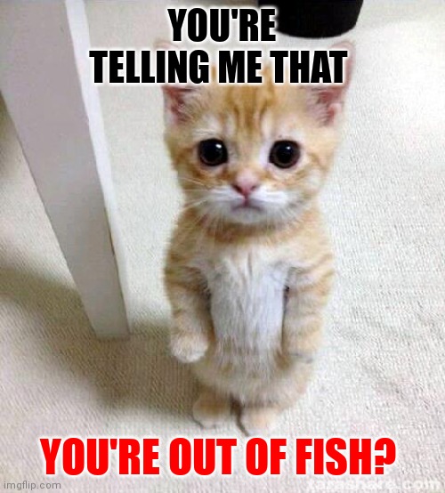 Out of Fish | YOU'RE TELLING ME THAT; YOU'RE OUT OF FISH? | image tagged in memes,cute cat,funny memes | made w/ Imgflip meme maker
