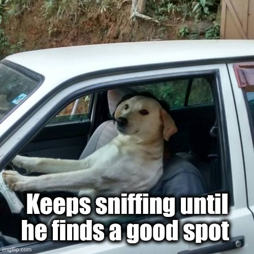 dog driving | Keeps sniffing until he finds a good spot | image tagged in dog driving | made w/ Imgflip meme maker