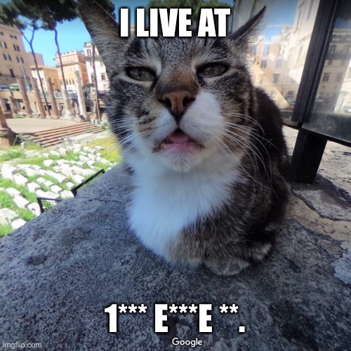 street view cat | I LIVE AT; 1*** E***E **. | image tagged in street view cat | made w/ Imgflip meme maker