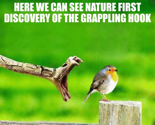 oblivious to danger | HERE WE CAN SEE NATURE FIRST DISCOVERY OF THE GRAPPLING HOOK | image tagged in oblivious to danger | made w/ Imgflip meme maker